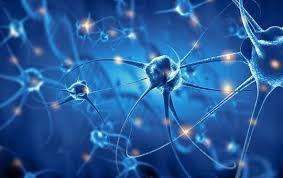 Séminaire neurologie - 18/02/2025